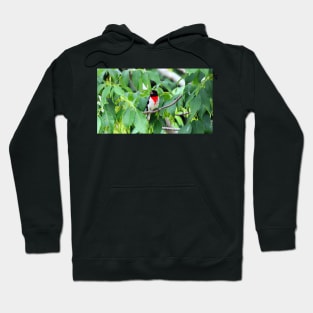 Male Rose-breasted Grosbeak Perched In A Bush Hoodie